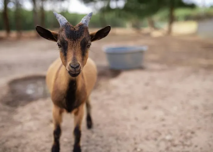 Quinta Foz Arelho Piscina Aquecida Foz do Arelho