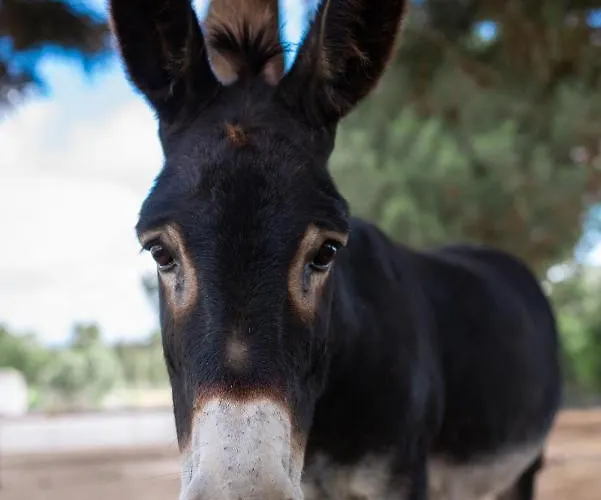 Quinta Foz Arelho Piscina Aquecida *