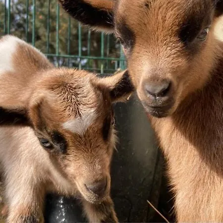 Casa de Férias Quinta Foz Arelho Piscina Aquecida Foz do Arelho