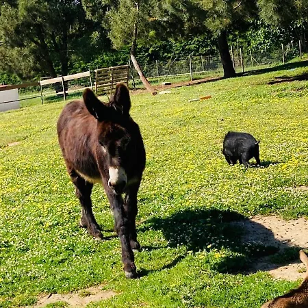 Casa de Férias Quinta Foz Arelho Piscina Aquecida Foz do Arelho