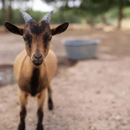Quinta Foz Arelho Piscina Aquecida Foz do Arelho