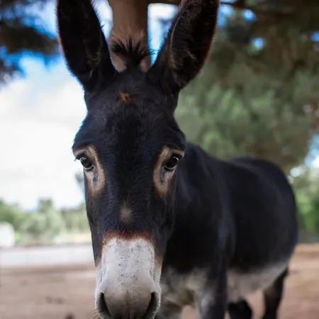 Quinta Foz Arelho Piscina Aquecida *