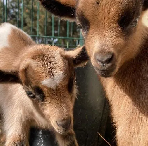 Casa de Férias Quinta Foz Arelho Piscina Aquecida Foz do Arelho